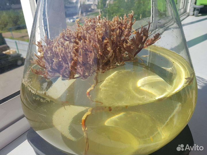 Иерихонская роза