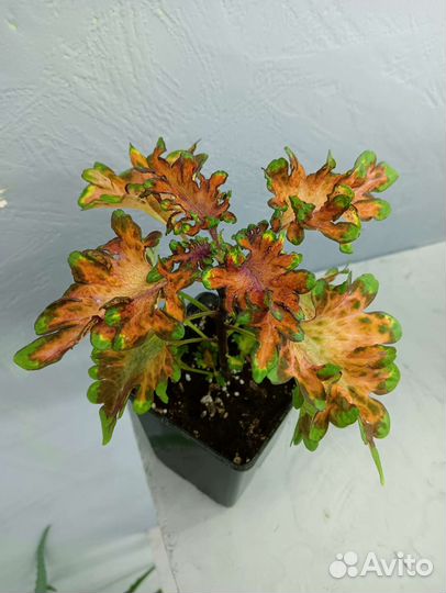 Колеусы вегетативные