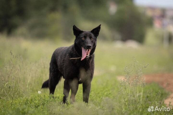 Собака в добрые руки