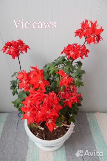 Герань пеларгония