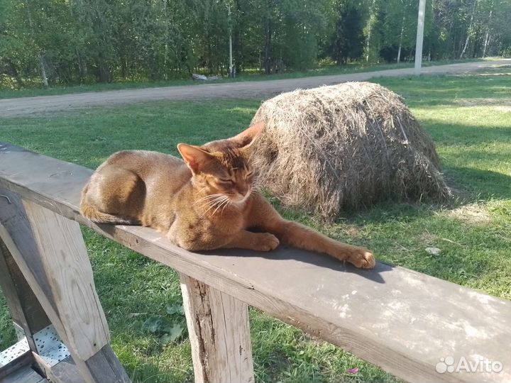Абиссинские котята