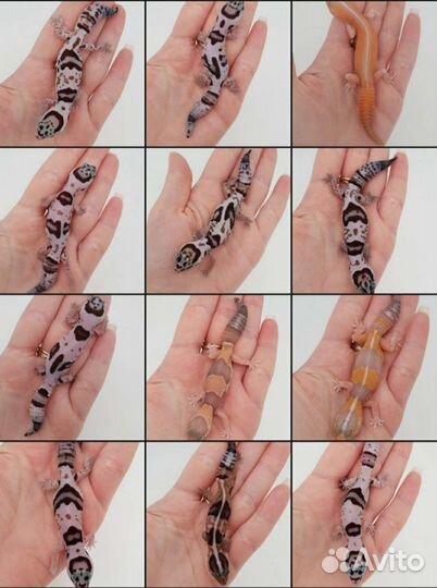 Гемитекониксы, ящерицы, гекконы