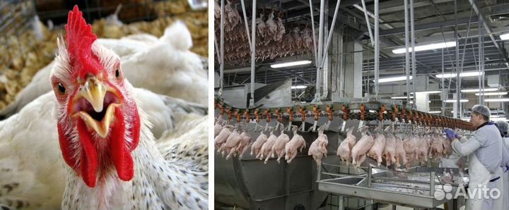 Вахта и для семейных упаковщик на полуф. Воронеж