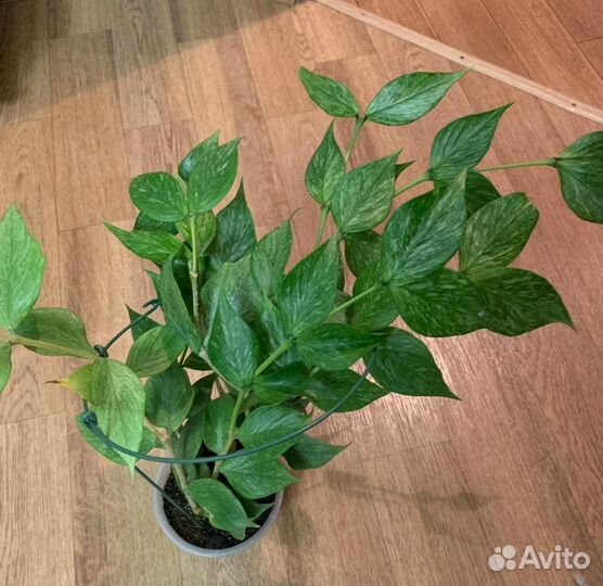 Хоя Полинейра Брогет