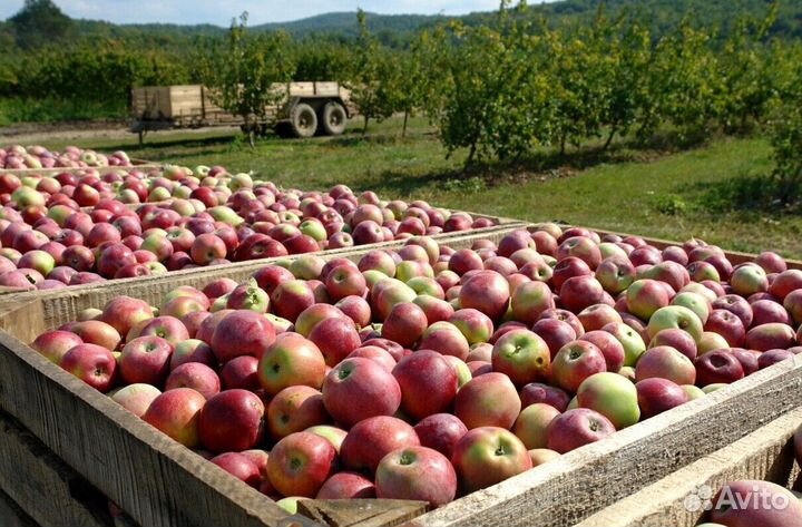 Требуется Разнорабочий