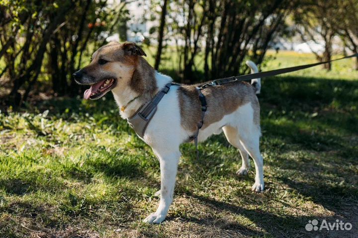 Медвежонок Барни в добрые руки