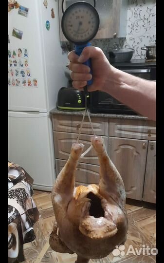 Индюки Хайбрид 3 мес