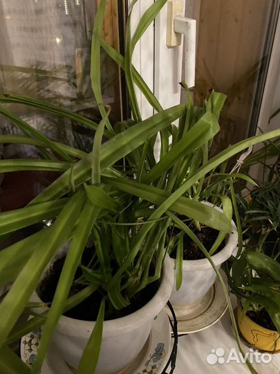 Хлорофитумы