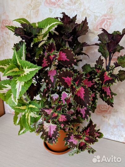 Колеусы вегетативные