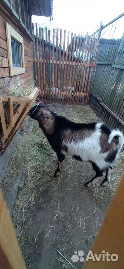 Козел вязка