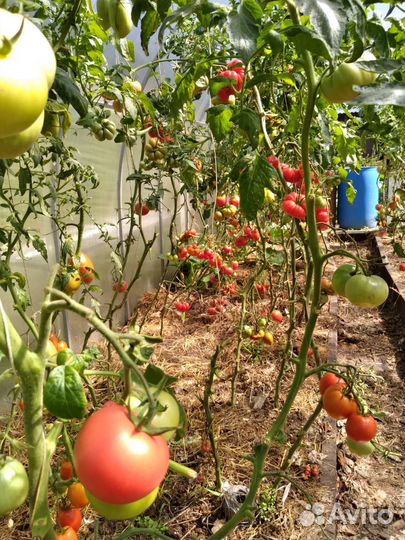 Помидоры, лук зелёный, кабачки