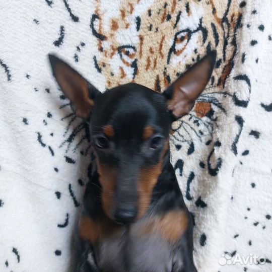 Щенки цвергпинчера