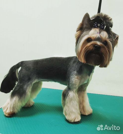 Стрижка собак и кошек курсы домашнего груминга