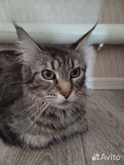 Котята мейн-кун