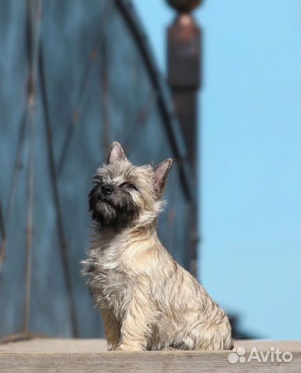 Щенки керн терьера