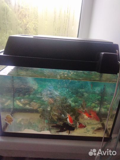 Аквариум с рыбками