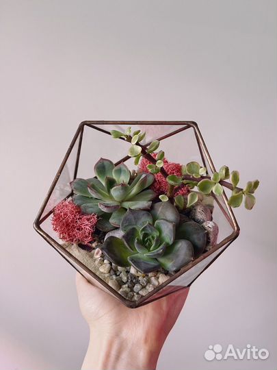Флорариум с суккулентами