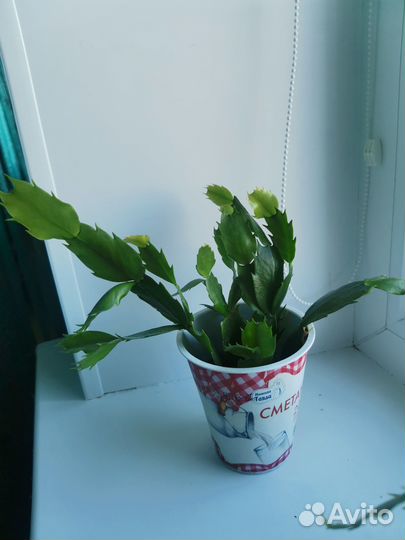 Комнатные растения цветы