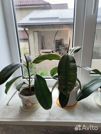 Фикусы, спатифиллум, декабрист, традесканция