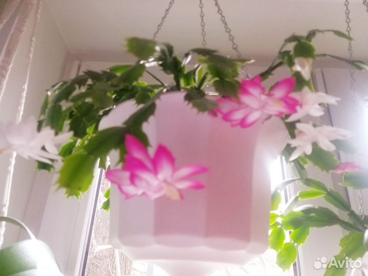 Декабрист шлюмбергера сортовые