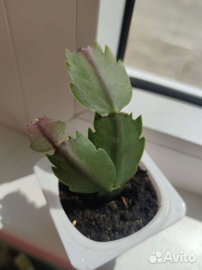 Декабрист, шлюмбергера, зигокактус