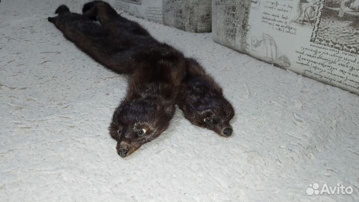 Шкурки норки