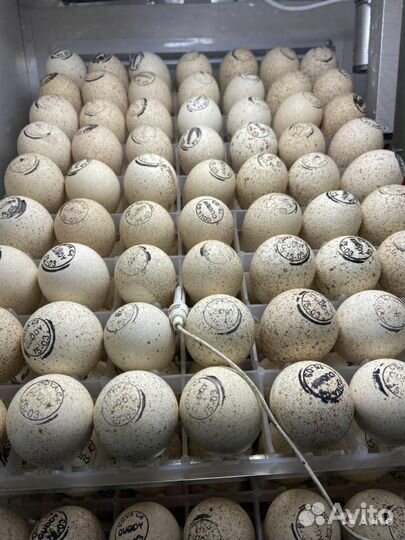 Индюшата Хайбрид Конвертер,биг6,белая широкогрудая