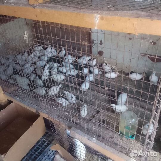 Перепел монжурск