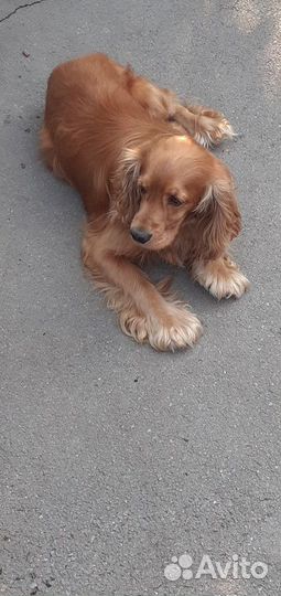 Вязка.Кокер спаниель