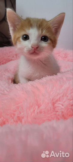 Котята мальчики