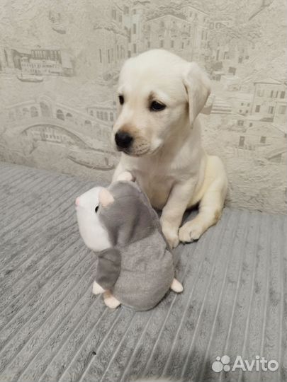 Лабрадор ретривер