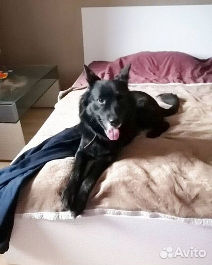 Передержка животных