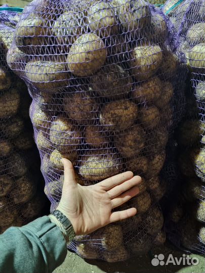 Картофель Гала оптом