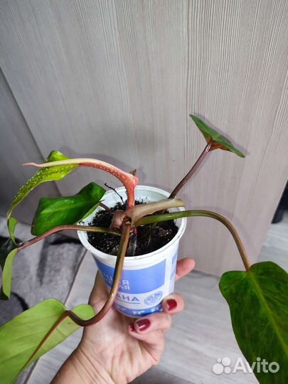 Филодендрон медуза