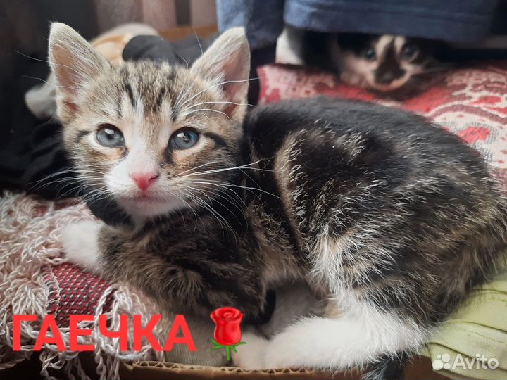 Котята в самые добрые руки