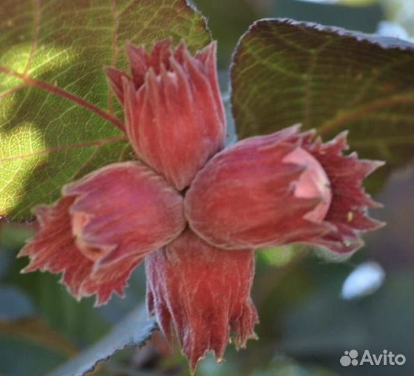 Саженцы Красной Лещины (орешник, фундук)