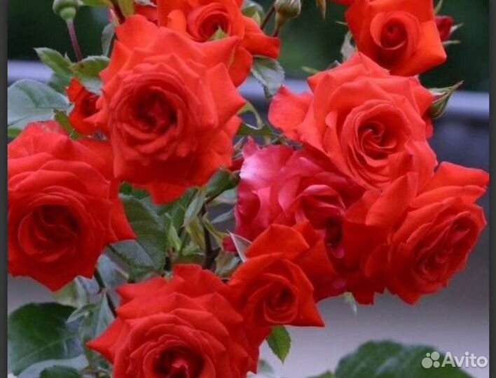 Роза Ангстрем, Зефир, Алая, Марон