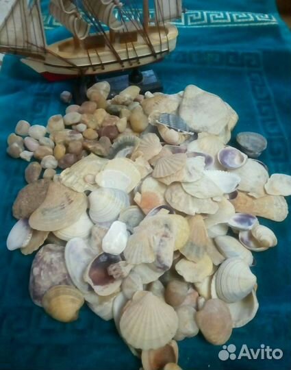 Морские ракушки