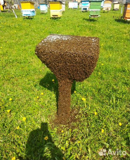 Мёд с собственной пасеки