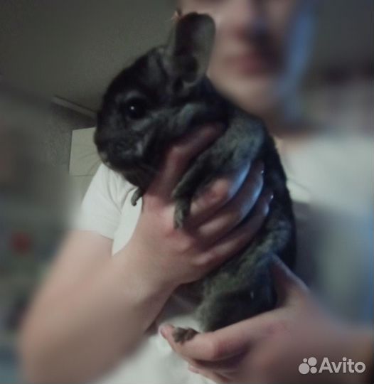 Продаю Шиншилла черный бархат