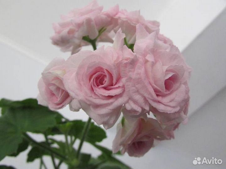 Много домашних цветов