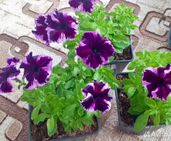 Вегетативная петуния