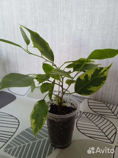 Фикус пестролистный