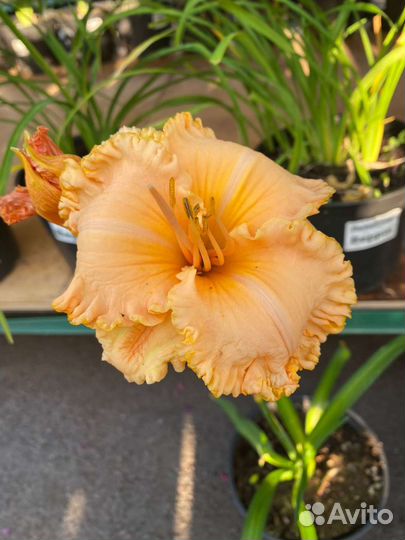 Лилейники в ассортименте