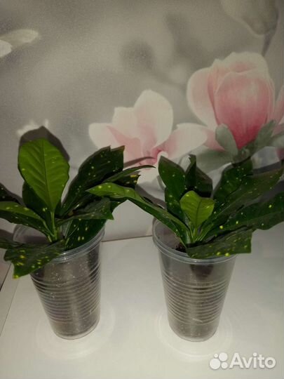 Кротон аукуболистный