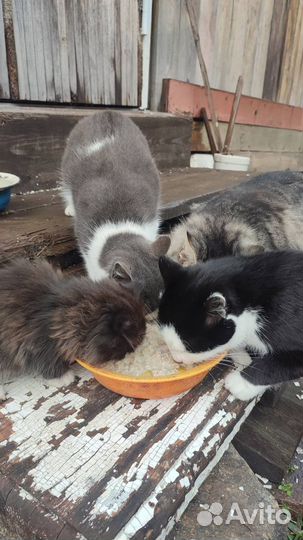 Отдам кота в добрые руки