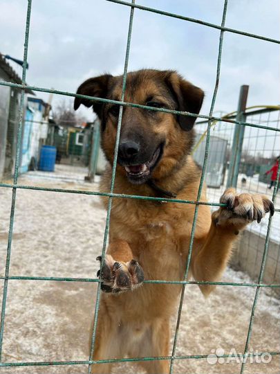 Спаси малыша из приюта