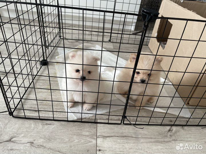 Щенки шпица