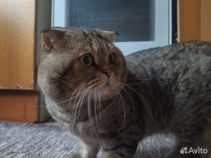 Британский вислоухий кот