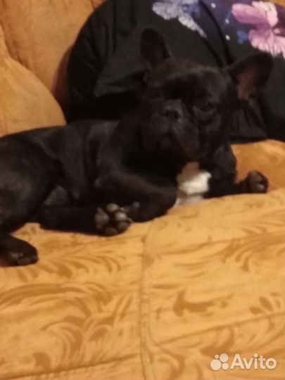 Французский бульдог кабель вязка